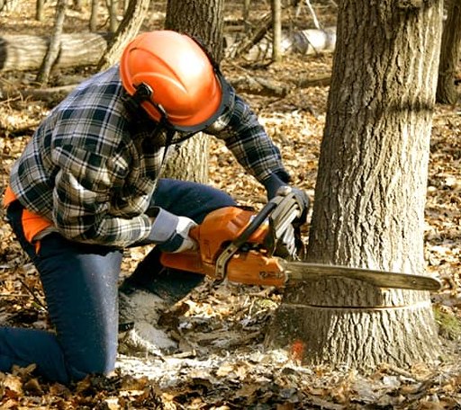 Tree Removal in Whitingham, VT